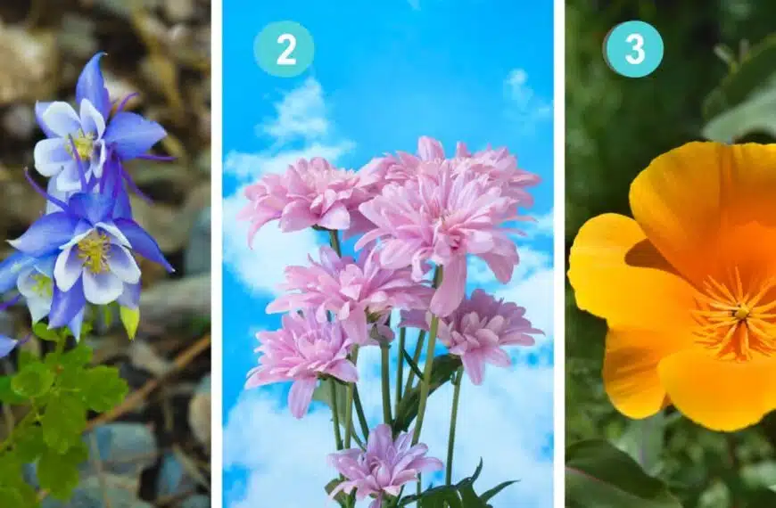 Test della personalità: rivelate la vostra forza mentale scegliendo tra questi 3 fiori misteriosi!