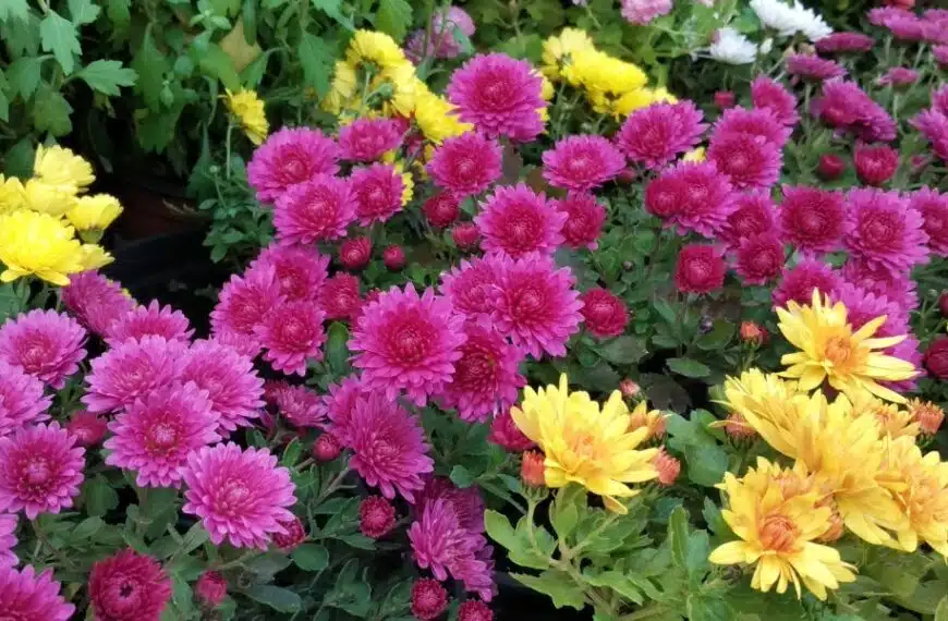 Consigli pratici per un giardino splendente: scoprite le 3 piante perenni indispensabili per un’esplosione di colori la prossima primavera