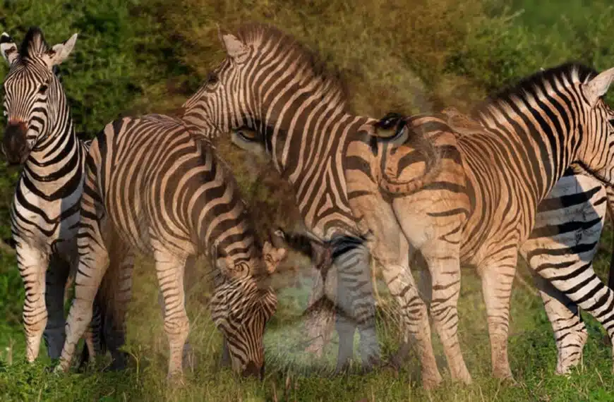 Test della personalità: scoprite la vostra vera natura rivelando l’animale nascosto che vi rappresenta!
