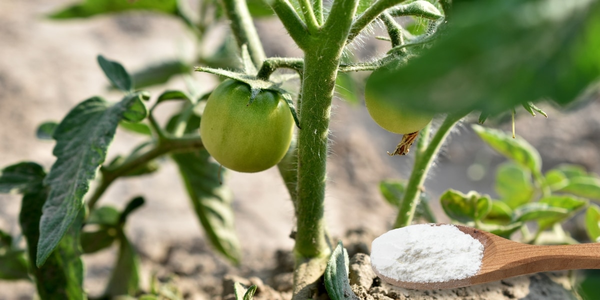 Consigli per tutti i giorni: perché usare il bicarbonato sui pomodori può trasformare il vostro orto