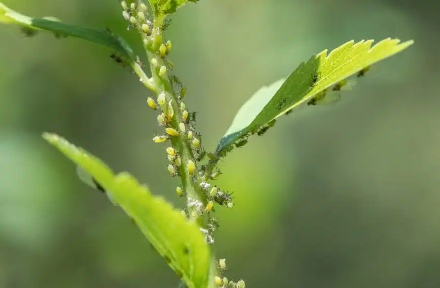 Consigli pratici per mantenere le giovani piante libere dagli afidi con efficaci rimedi naturali!