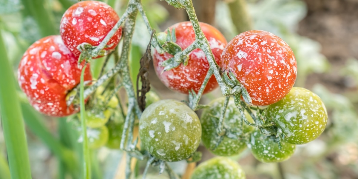 Scoprite il segreto del giardiniere: come preparare un fertilizzante naturale per pomodori gustosi e la ricetta del miglior fertilizzante fatto in casa.