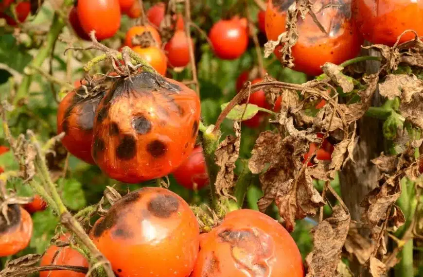 Lotta alla peronospora del pomodoro con consigli naturali: una guida pratica per proteggere l’orto