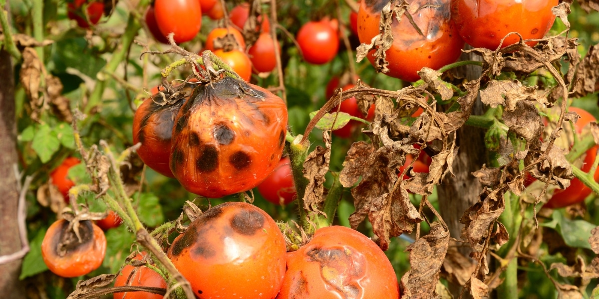 Lotta alla peronospora del pomodoro con consigli naturali: una guida pratica per proteggere l’orto