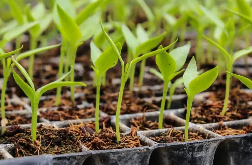 Successo garantito della semina: 4 consigli pratici essenziali per quest’anno