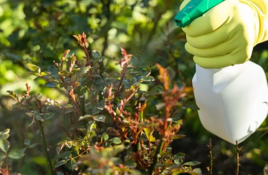 Come si può usare efficacemente l’aceto bianco per controllare gli afidi in giardino?