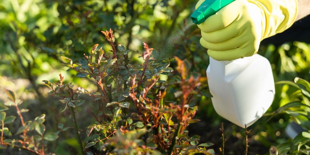 Come si può usare efficacemente l’aceto bianco per controllare gli afidi in giardino?