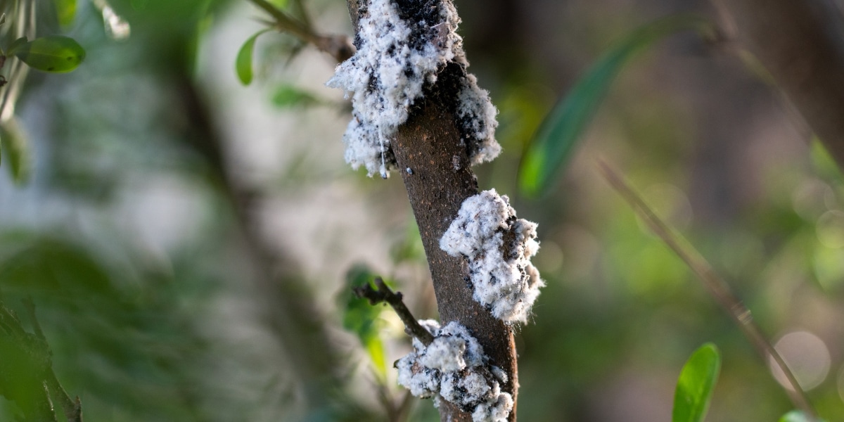 Come sconfiggere l’adelide lanosa in modo naturale: consigli pratici per proteggere il vostro giardino