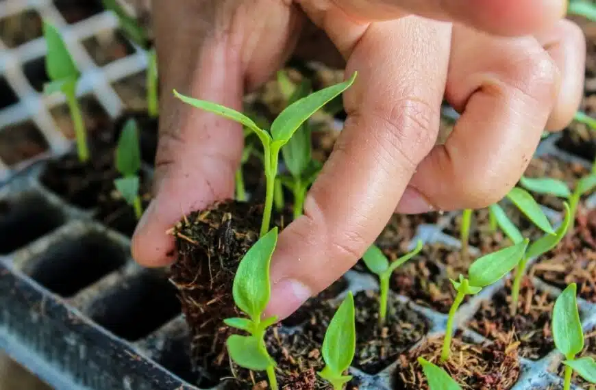 Consigli per il giardinaggio: ortaggi da seminare entro la fine di aprile per allietare la vostra tavola estiva