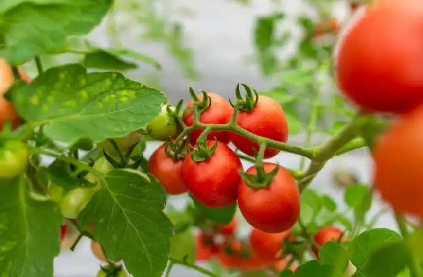 Impollinazione manuale dei pomodori in serra: consigli pratici per un giardinaggio di successo
