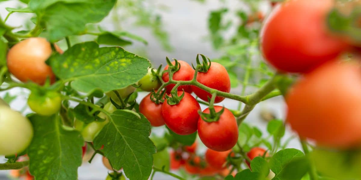 Impollinazione manuale dei pomodori in serra: consigli pratici per un giardinaggio di successo