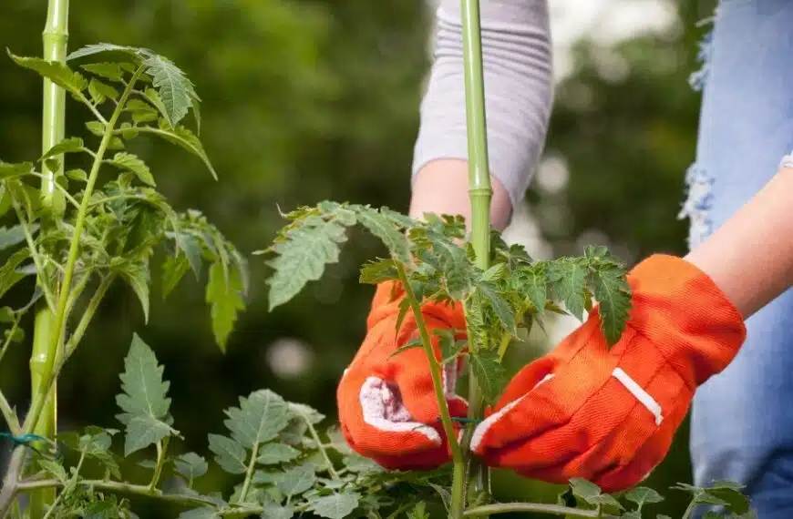 Proteggi i tuoi pomodori dal gelo in primavera con questi consigli efficaci!