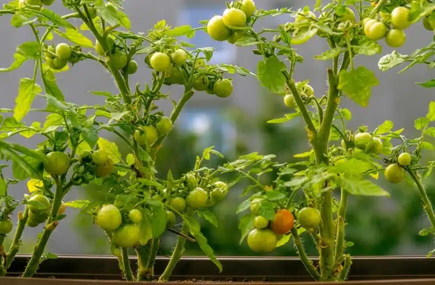 Consigli pratici per coltivare con successo i pomodori ciliegini: ottimizzate il vostro orto
