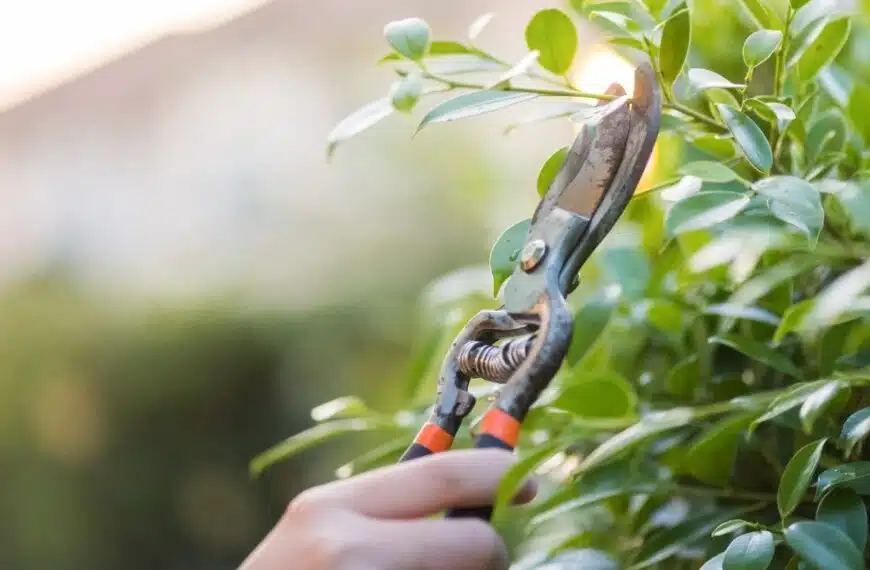 Scoprite quali alberi e arbusti non devono essere potati a maggio per proteggere la loro crescita e la biodiversità del vostro giardino!