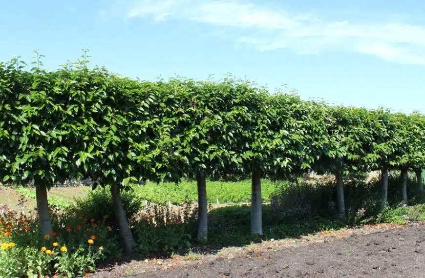 Consigli per il giardinaggio: trovate il lauroceraso ideale per la vostra siepe e consigli per una messa a dimora di successo