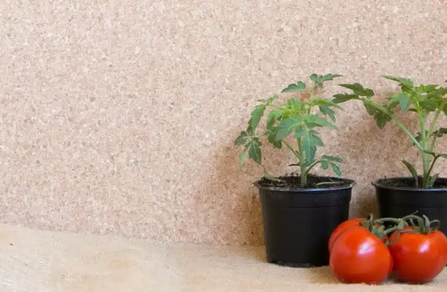 Coltivazione del pomodoro senza problemi: 4 errori comuni da evitare per avere piante rigogliose