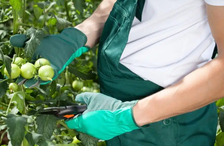 Consigli per il giardinaggio: scoprite perché non si devono potare i pomodori e scoprite i vantaggi e gli svantaggi nella nostra guida completa