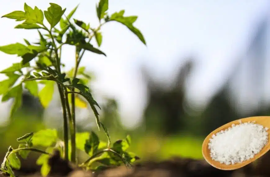 I 4 sorprendenti benefici del sale di Epsom per le piante di pomodoro!