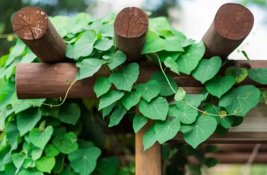 Quattro piante rampicanti profumate ideali per abbellire un gazebo da giardino?
