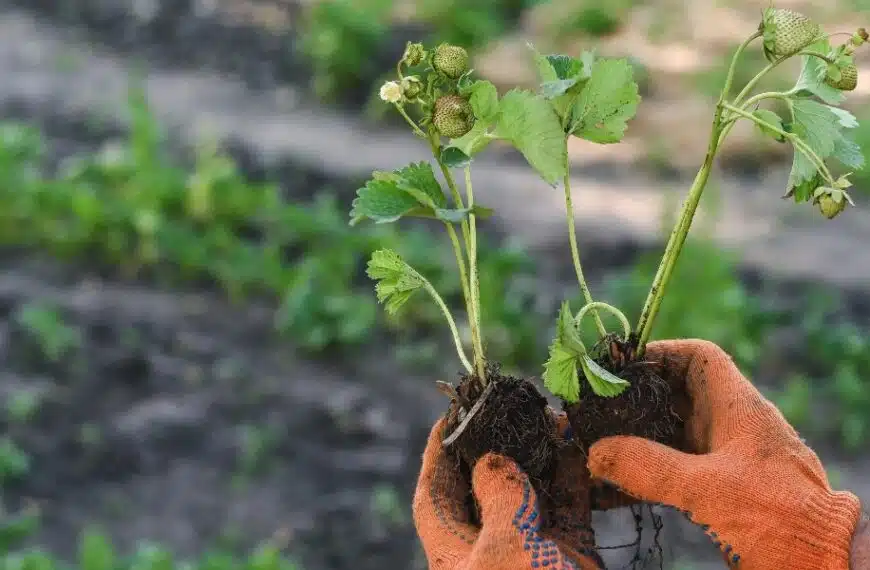 Consigli per il trapianto delle piante di fragole: scoprite il momento ideale