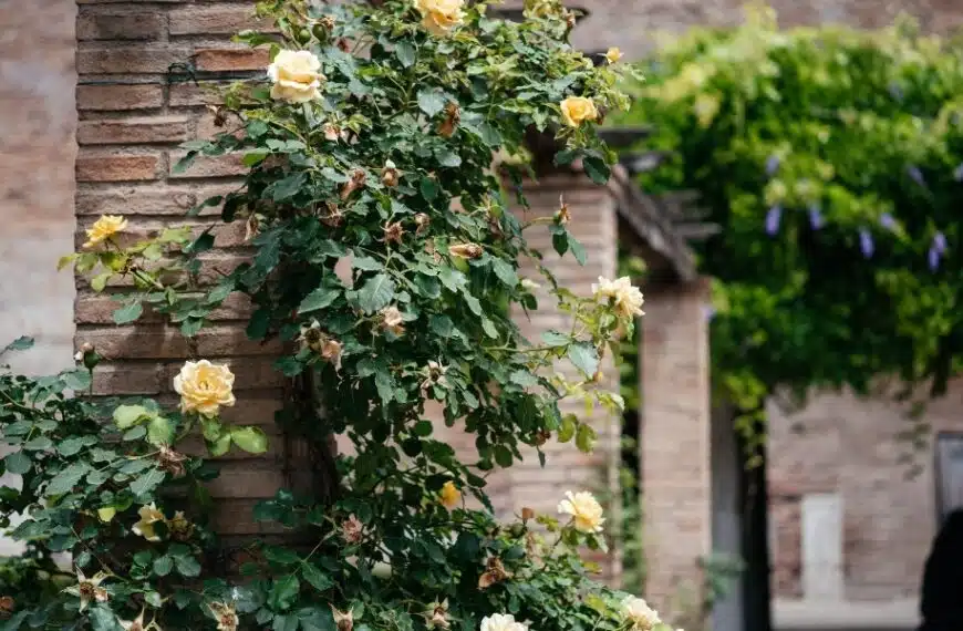 Fiori rampicanti: scoprite le 4 piante rampicanti a crescita rapida e i nostri consigli su come piantarle e curarle efficacemente