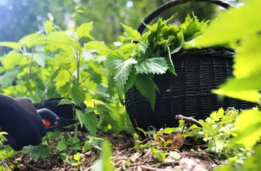 Scoprite come l’ortica può potenziare i vostri pomodori: il miglior consiglio preventivo per un orto rigoglioso