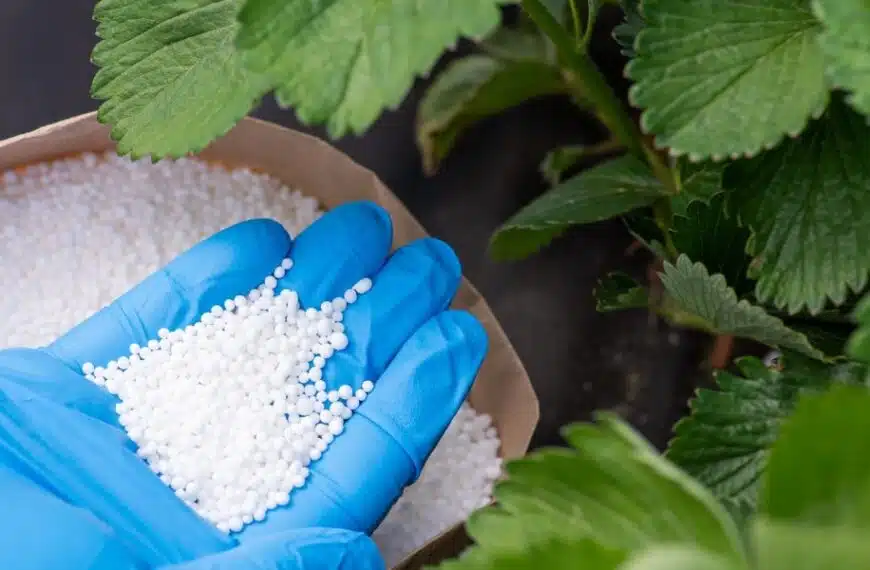 Scoprite quale concime utilizzare per coltivare fragole di grandi dimensioni e avere la certezza del successo!