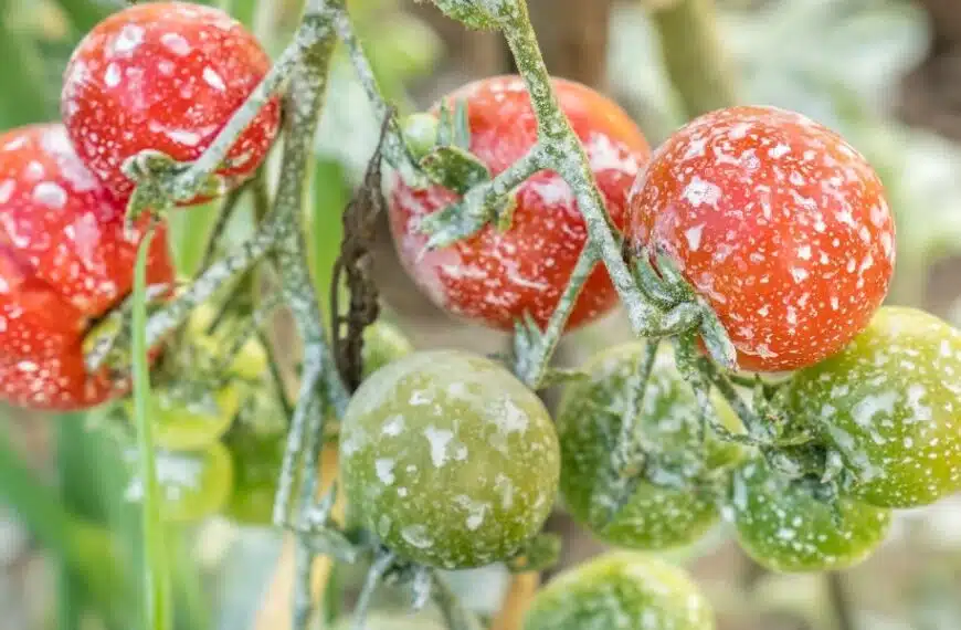 Perché spruzzare i pomodori con lo iodio: scoprite i 3 usi miracolosi