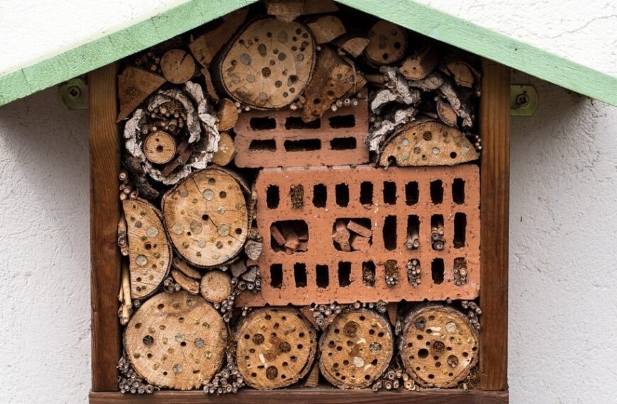 Come creare un rifugio per le coccinelle: attirate gli alleati naturali del vostro giardino