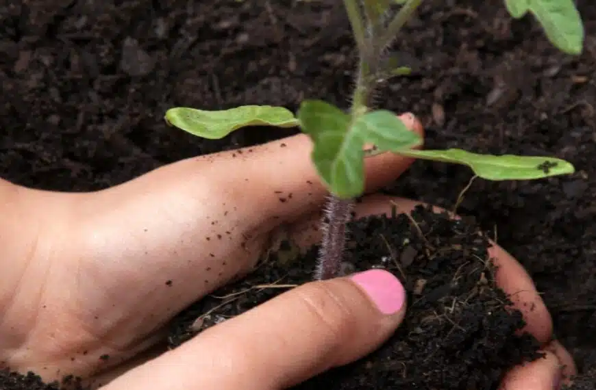 Scoprite le ultime scadenze per la semina dei pomodori e le ragioni di questa tempistica!