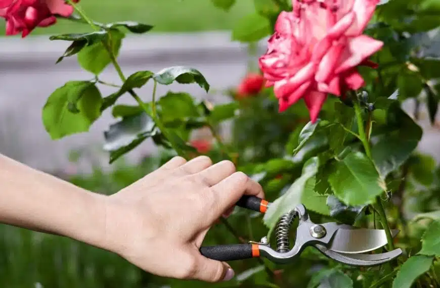 Perché potare le rose a maggio? Scoprite perché.