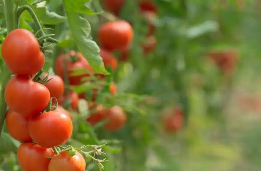 Come si può usare l’aspirina per rivitalizzare i pomodori e prevenire la muffa?