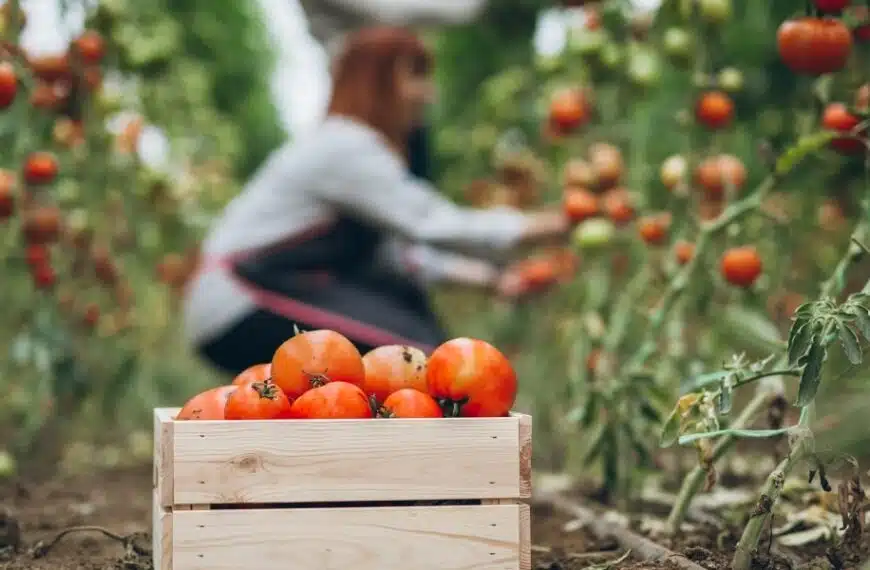 Massimizzate il vostro raccolto: imparate queste 4 tecniche di potatura per aumentare la produzione di pomodori del 30%.