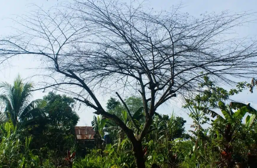 Capire il declino del ciliegio: le ragioni alla base della morte prematura degli alberi da frutto in giardino