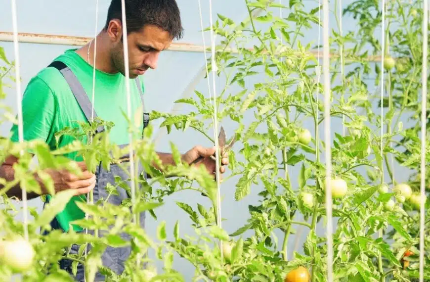 Come utilizzare le foglie di pomodoro: scoprite 4 trucchi della nonna per abbellire il vostro spazio esterno