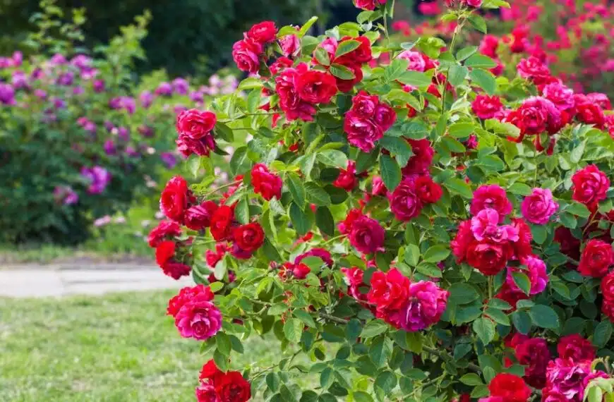 Proteggete le vostre rose senza danneggiare la natura: scoprite le migliori tecniche di diserbo intorno ai cespugli di rose senza prodotti chimici