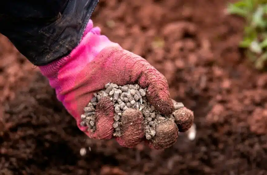 La guida definitiva alla concimazione dei pomodori: quando e come usare il letame di pollo nell’orto