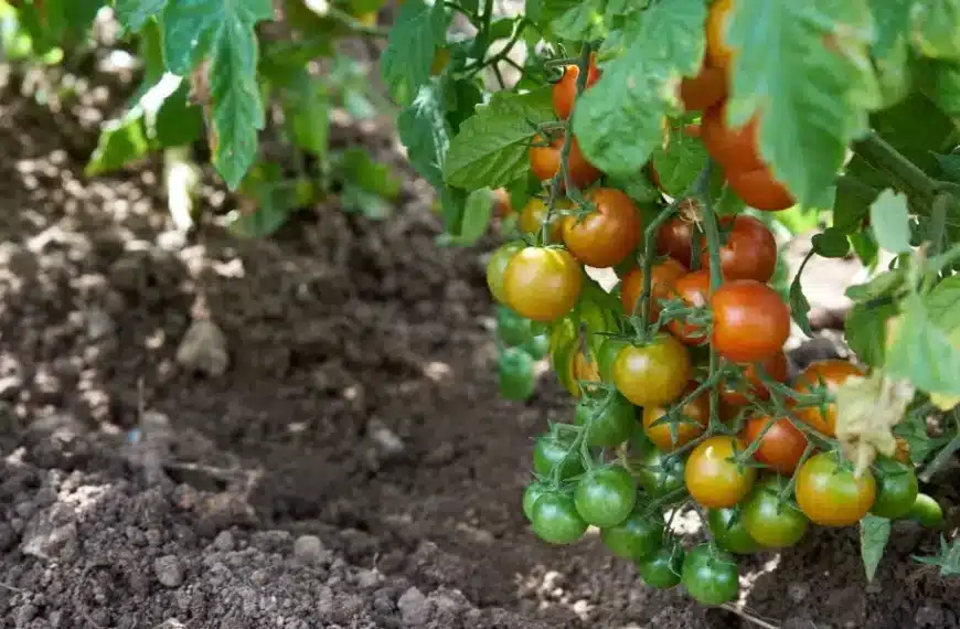 Come trattare efficacemente le foglie ingiallite dei pomodori nell’orto: consigli e metodi collaudati