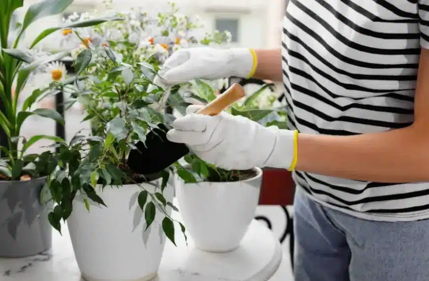 Come posso trattare un ficus benjamina che sta perdendo le foglie?