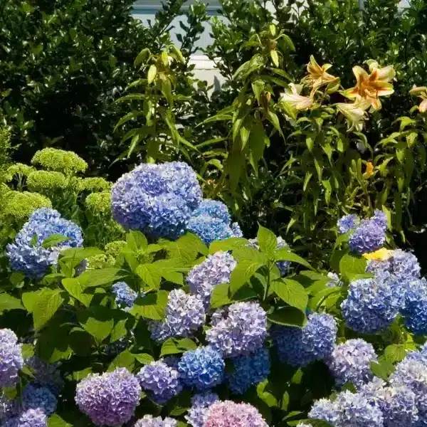 Il trucco infallibile per salvare le ortensie dal caldo: scoprite il metodo che funziona