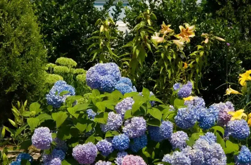 Il trucco infallibile per salvare le ortensie dal caldo: scoprite il metodo che funziona