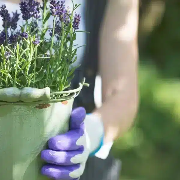 Coltivare la lavanda come un professionista: consigli per l’irrigazione e insidie da evitare secondo i nostri esperti di giardinaggio