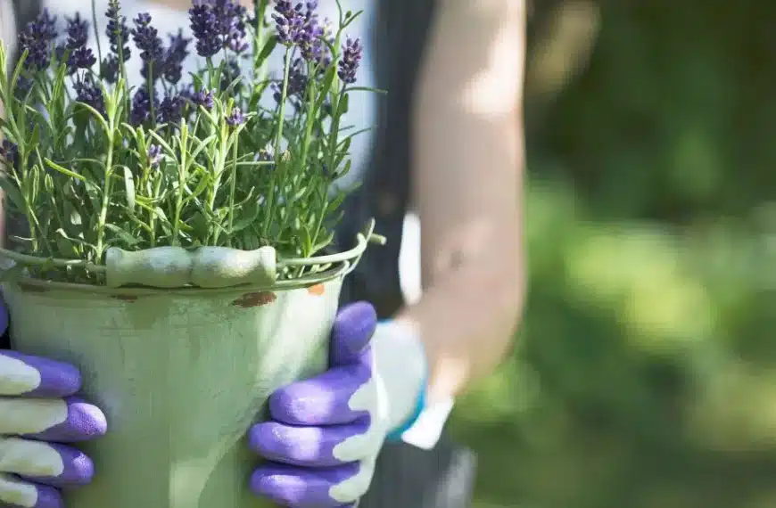 Coltivare la lavanda come un professionista: consigli per l’irrigazione e insidie da evitare secondo i nostri esperti di giardinaggio