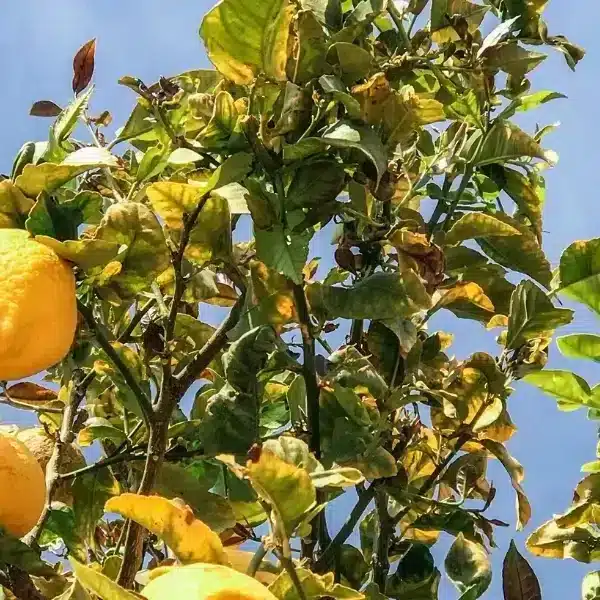 Foglie gialle sul vostro albero di limoni? Scoprite i nostri consigli per dare nuova vita al vostro giardino