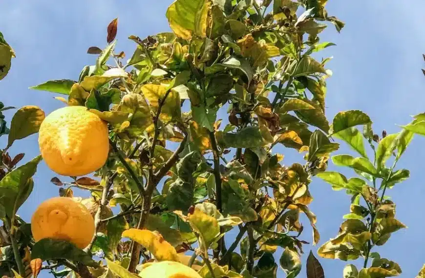 Foglie gialle sul vostro albero di limoni? Scoprite i nostri consigli per dare nuova vita al vostro giardino