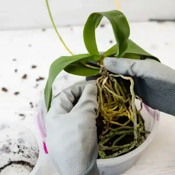 Scoprite la tecnica infallibile per riprodurre le orchidee dai rami secchi e rallegrate il vostro giardino!