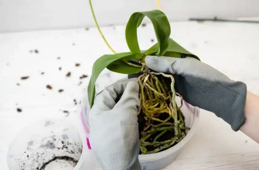 Scoprite la tecnica infallibile per riprodurre le orchidee dai rami secchi e rallegrate il vostro giardino!