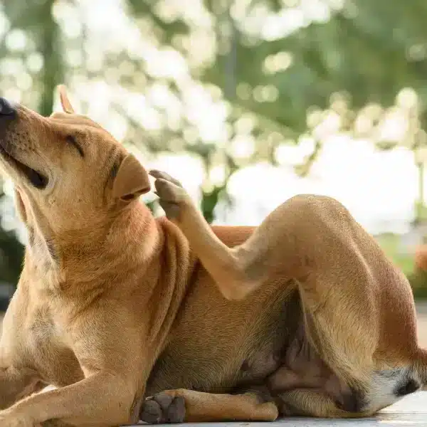 Proteggete il vostro cane dalle punte: consigli per un’estate spensierata