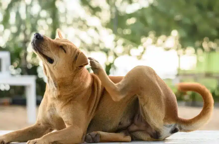 Proteggete il vostro cane dalle punte: consigli per un’estate spensierata