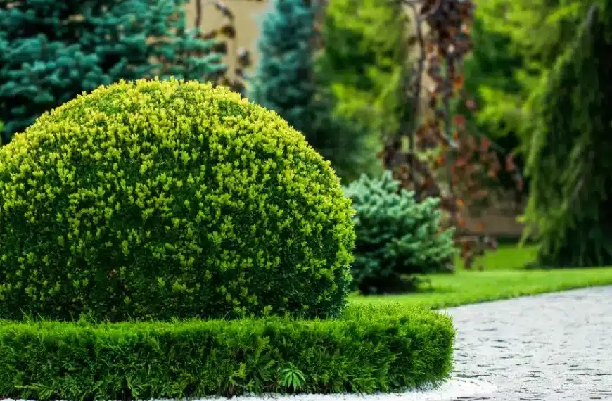 Accelerare la crescita del bosso: 5 consigli di manutenzione da provare in giardino